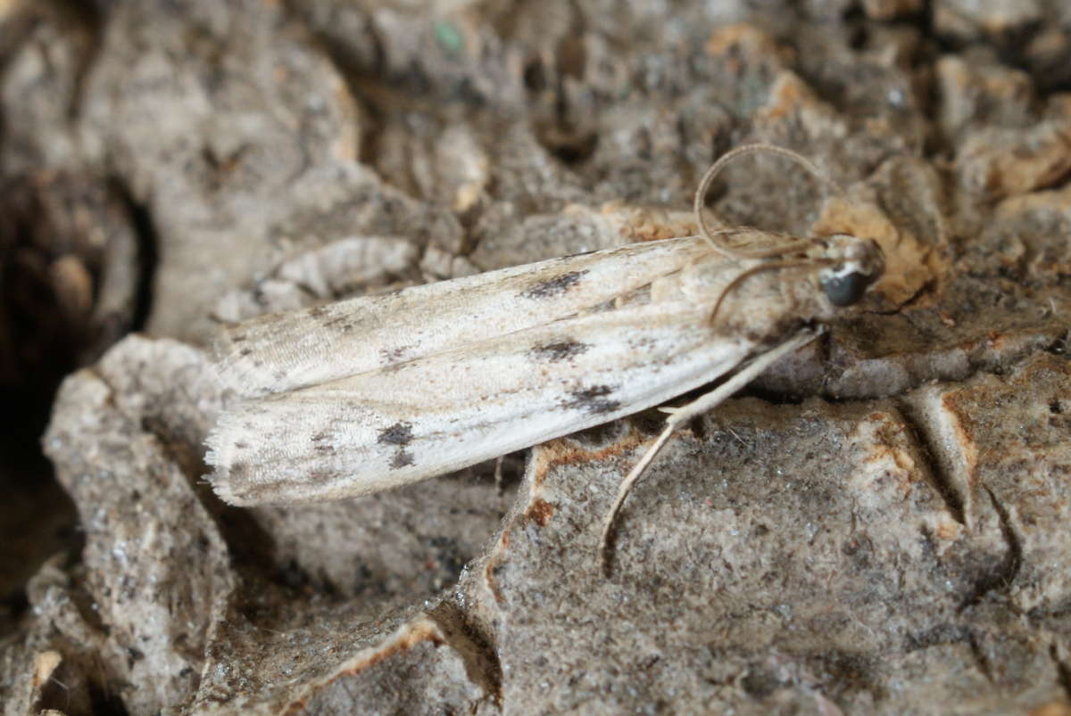 Ermine Knot-horn (Phycitodes binaevella) photographed at Aylesham  by Dave Shenton 