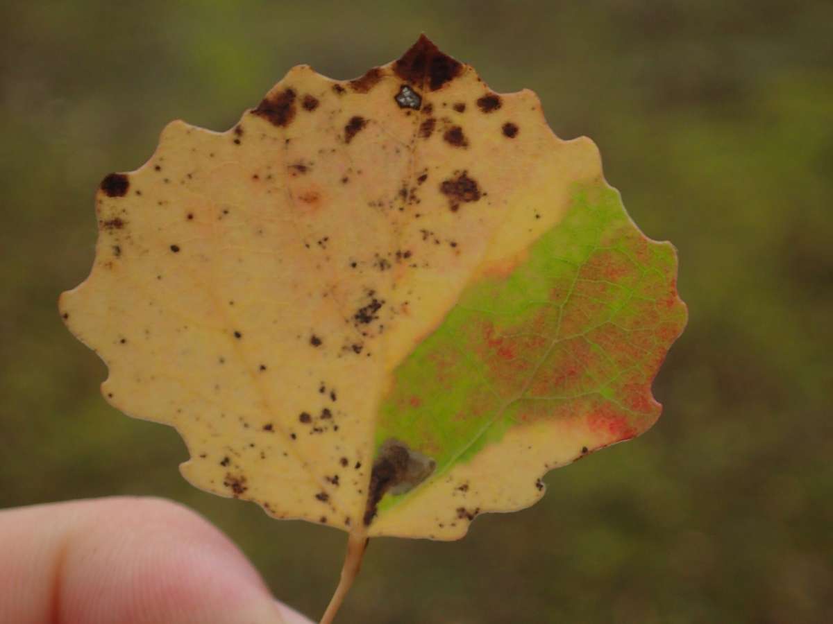 Virgin Pigmy (Ectoedemia argyropeza) photographed at St Peter's Pit, Wouldham by Dave Shenton 