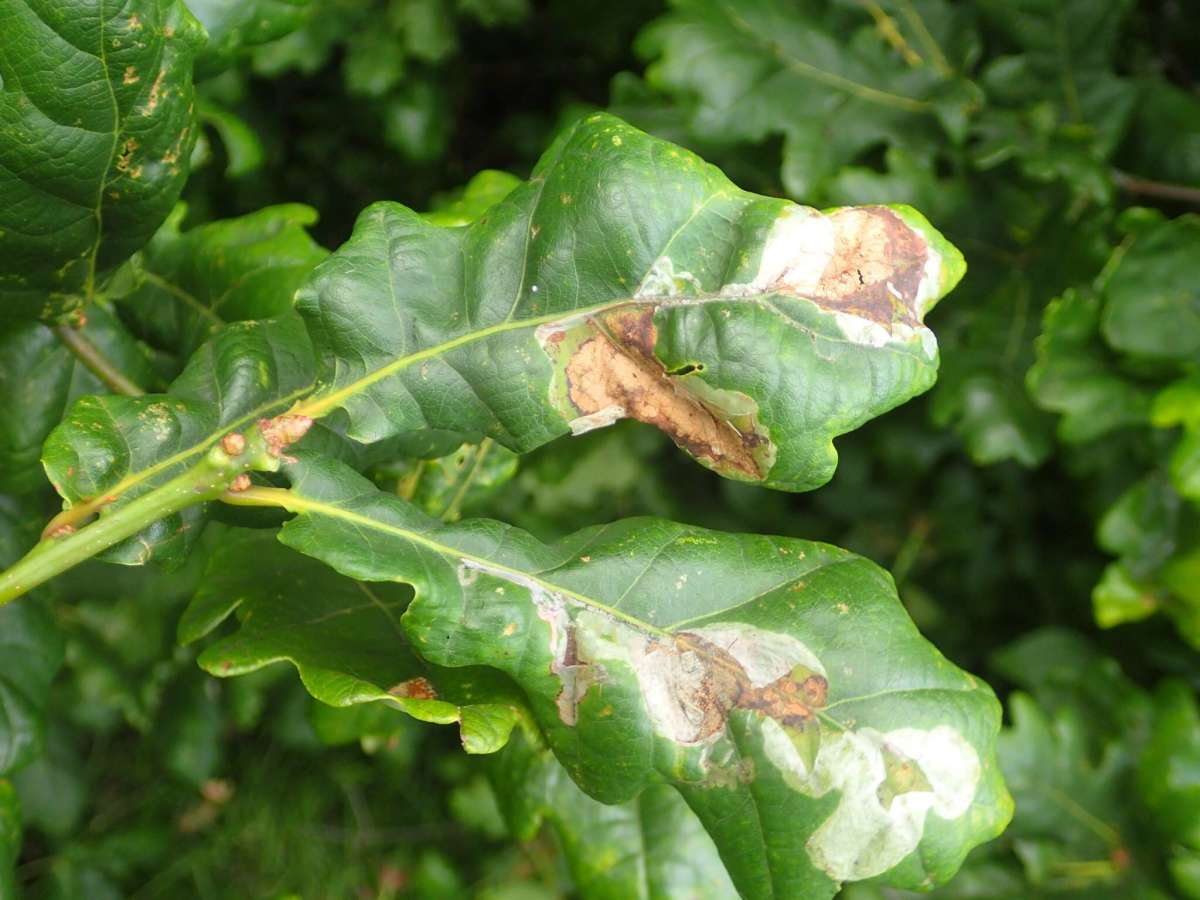 Brown Oak Slender (Acrocercops brongniardella) photographed in Kent by Dave Shenton 