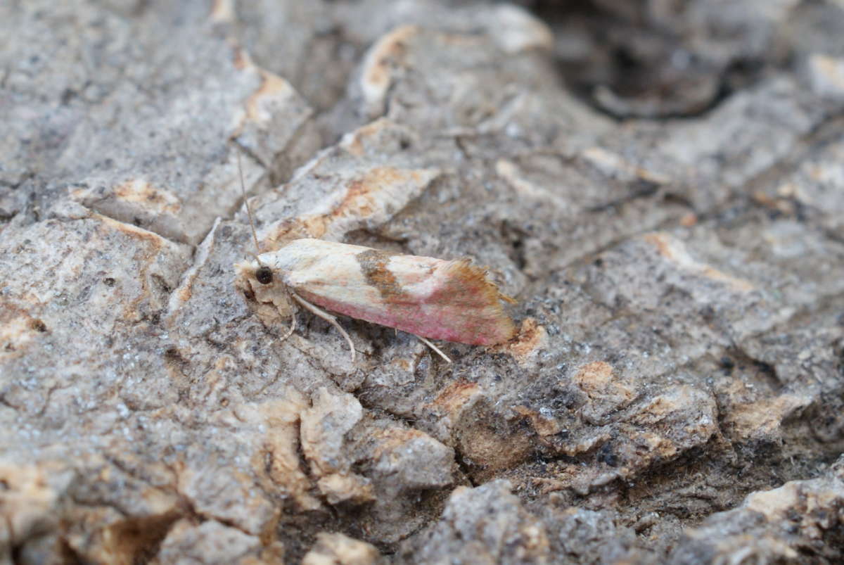 Rosy Conch (Cochylis roseana) photographed at Betteshanger CP by Dave Shenton 