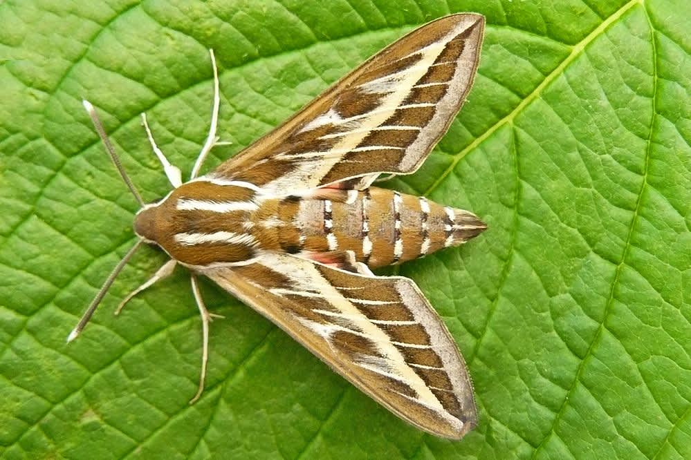 Striped Hawk-moth (Hyles livornica) photographed in Kent by Tony Morris 