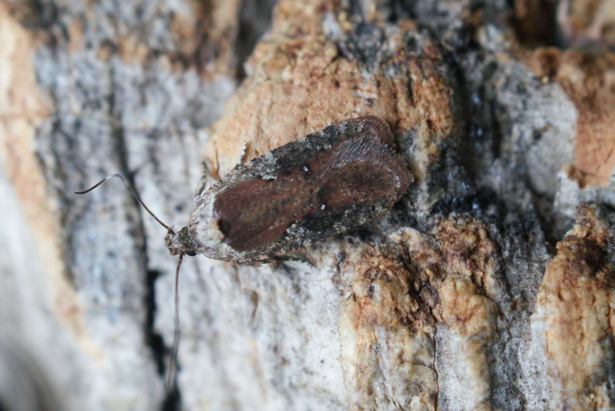 Small Purple Flat-body (Agonopterix purpurea) photographed in Kent by Dave Shenton 