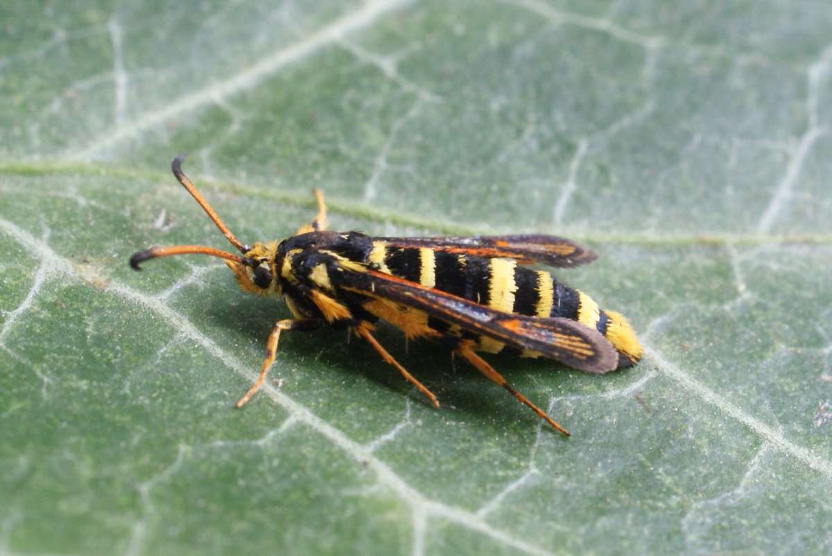 Six-belted Clearwing (Bembecia ichneumoniformis) photographed in Kent by Dave Shenton 