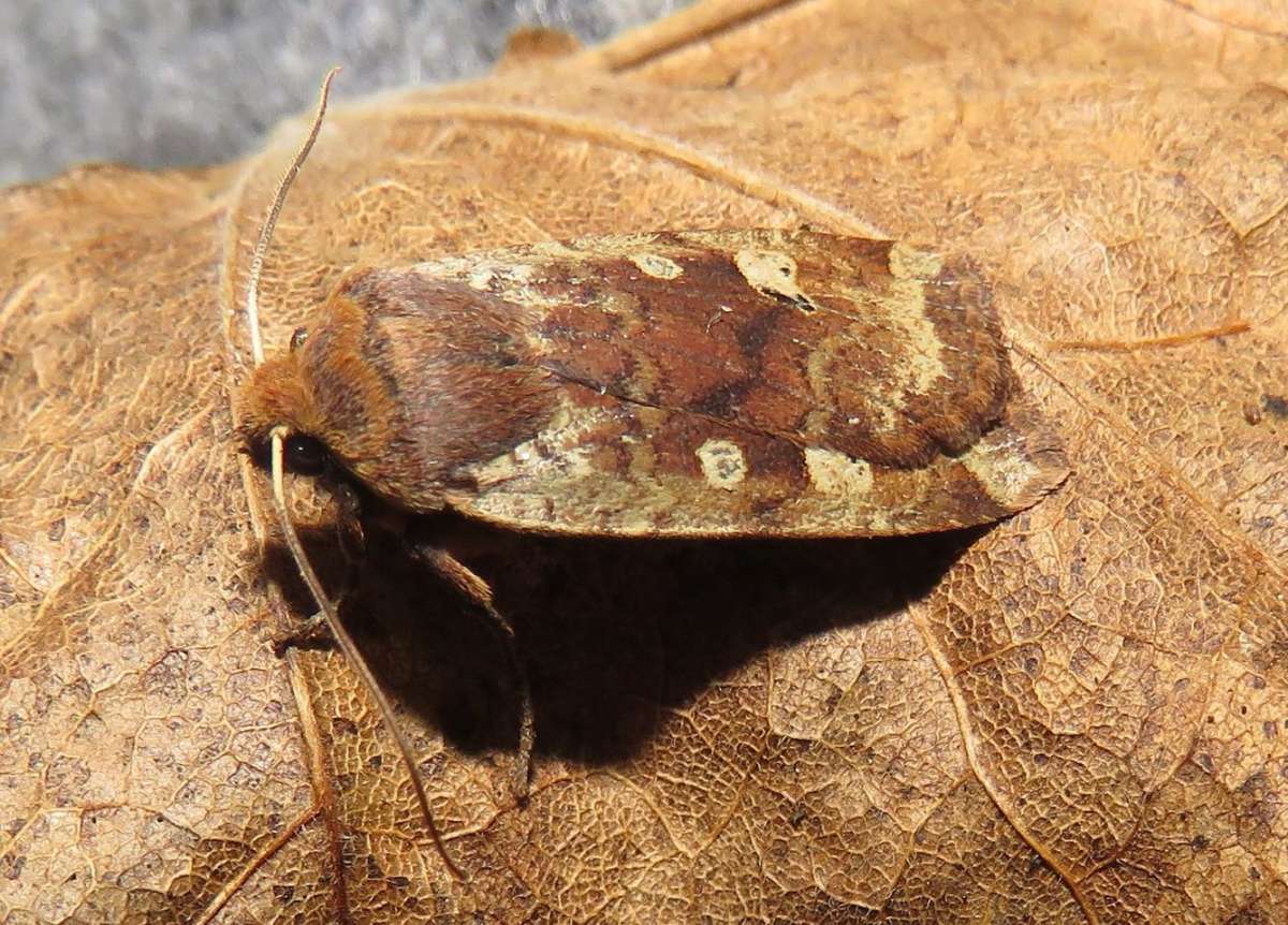 Red-headed Chestnut (Conistra erythrocephala) photographed in Kent by Tony Rouse