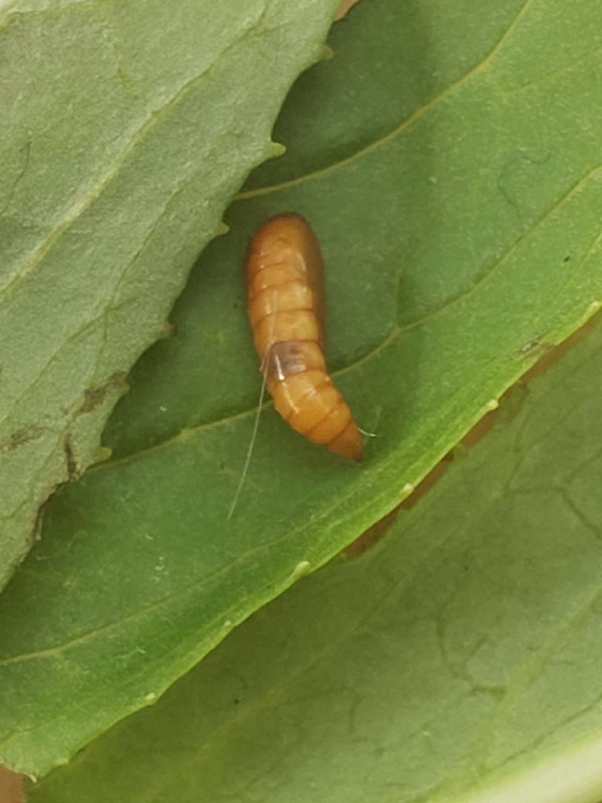 Buff Mompha (Mompha ochraceella) photographed in Kent by Phil Ambler