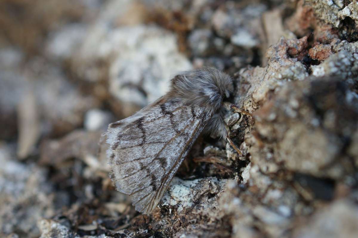 Pine Processionary (Thaumetopoea pityocampa) photographed in Kent by Dave Shenton 