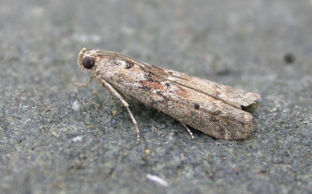 Saltmarsh Knot-horn (Ancylosis oblitella) photographed in Kent by Ross Newham 