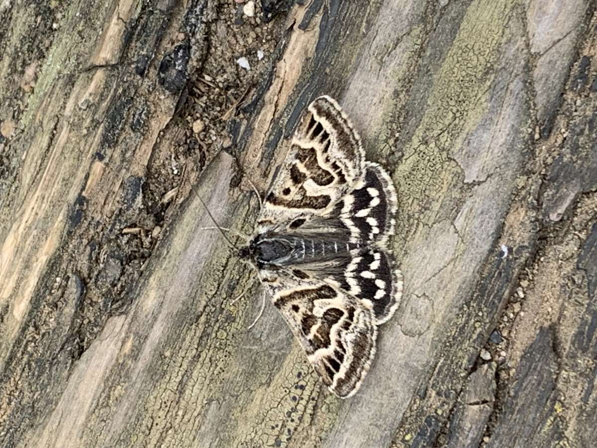 Mother Shipton (Euclidia mi) photographed in Kent by Dave Shenton