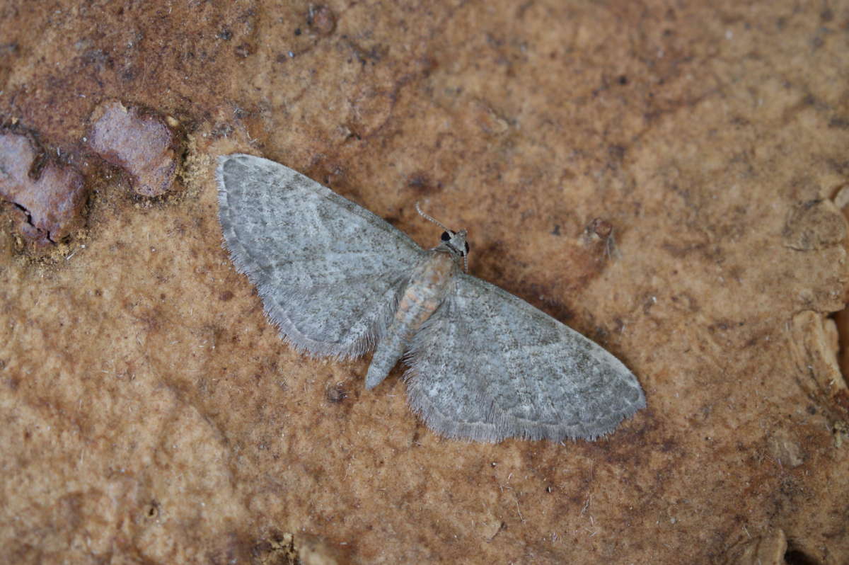 Haworth's Pug (Eupithecia haworthiata) photographed at Aylesham  by Dave Shenton 