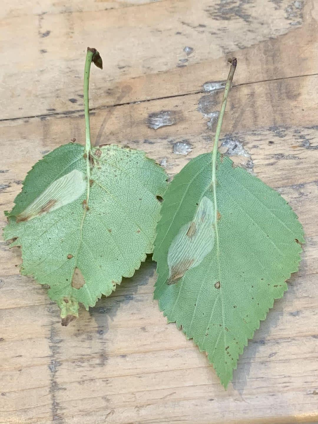 Gold Birch Midget (Phyllonorycter cavella) photographed at Seal Chart by Oliver Bournat