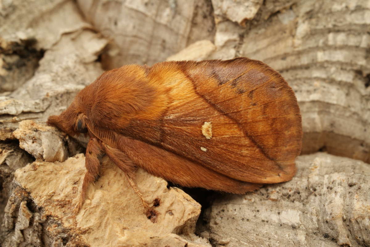 The Drinker (Euthrix potatoria) photographed at Aylesham  by Dave Shenton 