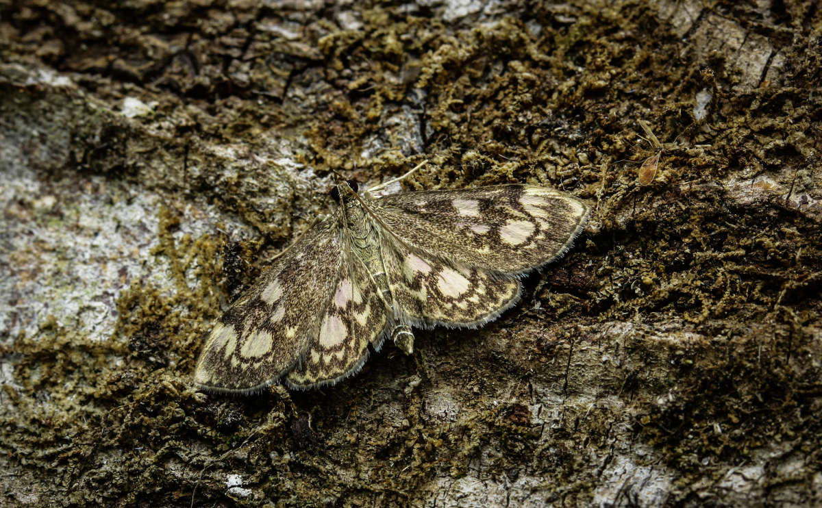 Elder Pearl (Anania coronata) photographed in Kent by Carol Strafford 