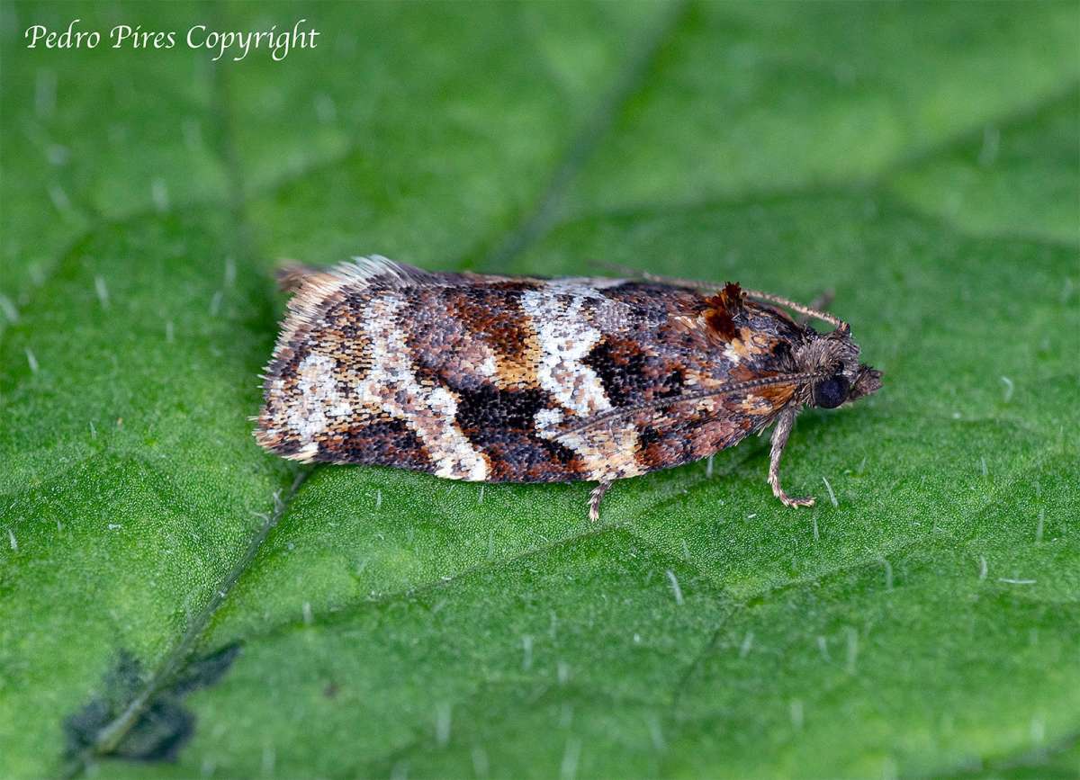 Heather Tortrix (Argyrotaenia ljungiana) photographed in Kent by Pedro Pires