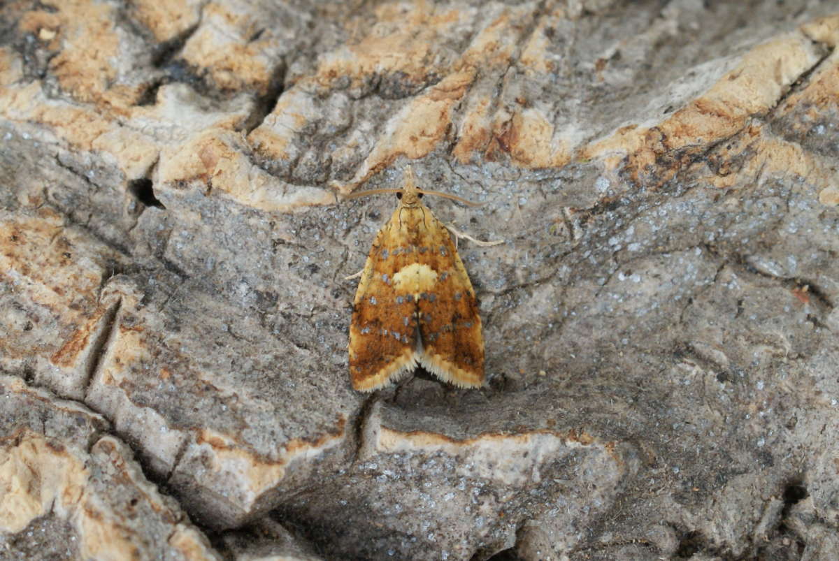 Yellow-spot Tortrix (Pseudargyrotoza conwagana) photographed in Kent by Dave Shenton