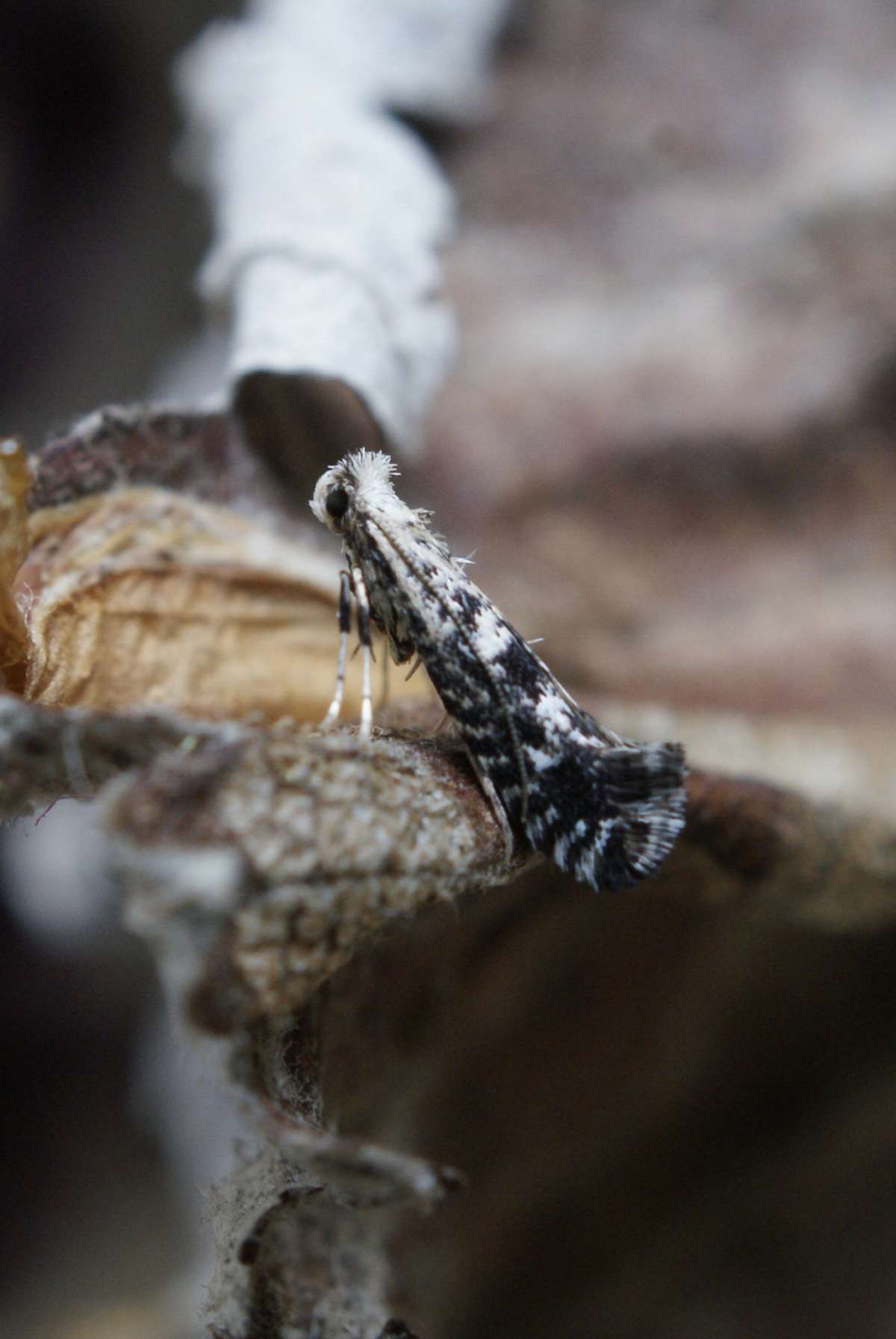 Rowan Slender (Parornix scoticella) photographed in Kent by Dave Shenton