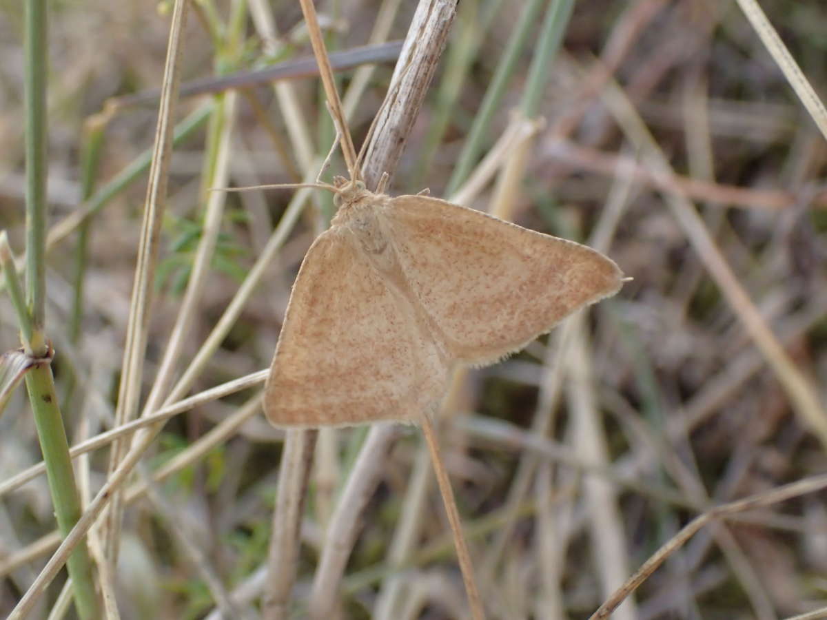 Rest Harrow (Aplasta ononaria) photographed at Sandwich Bay  by Dave Shenton 