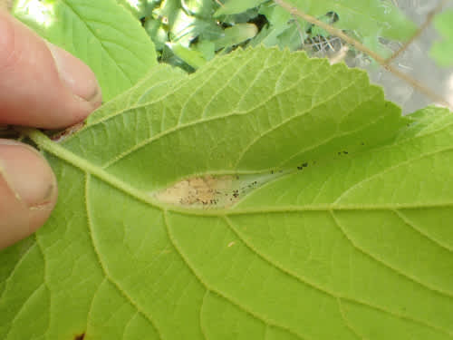 Viburnum Button (Acleris schalleriana) photographed in Kent by Andrew Stanger 