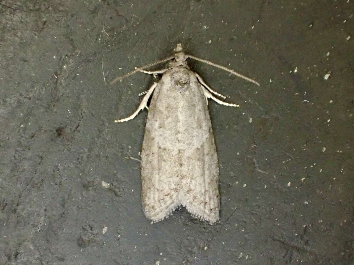 Meadow Shade (Cnephasia pasiuana) photographed at Aylesham by Dave Shenton