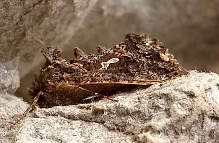 Scar Bank Gem (Ctenoplusia limbirena) photographed in Kent by Bernard Boothroyd 