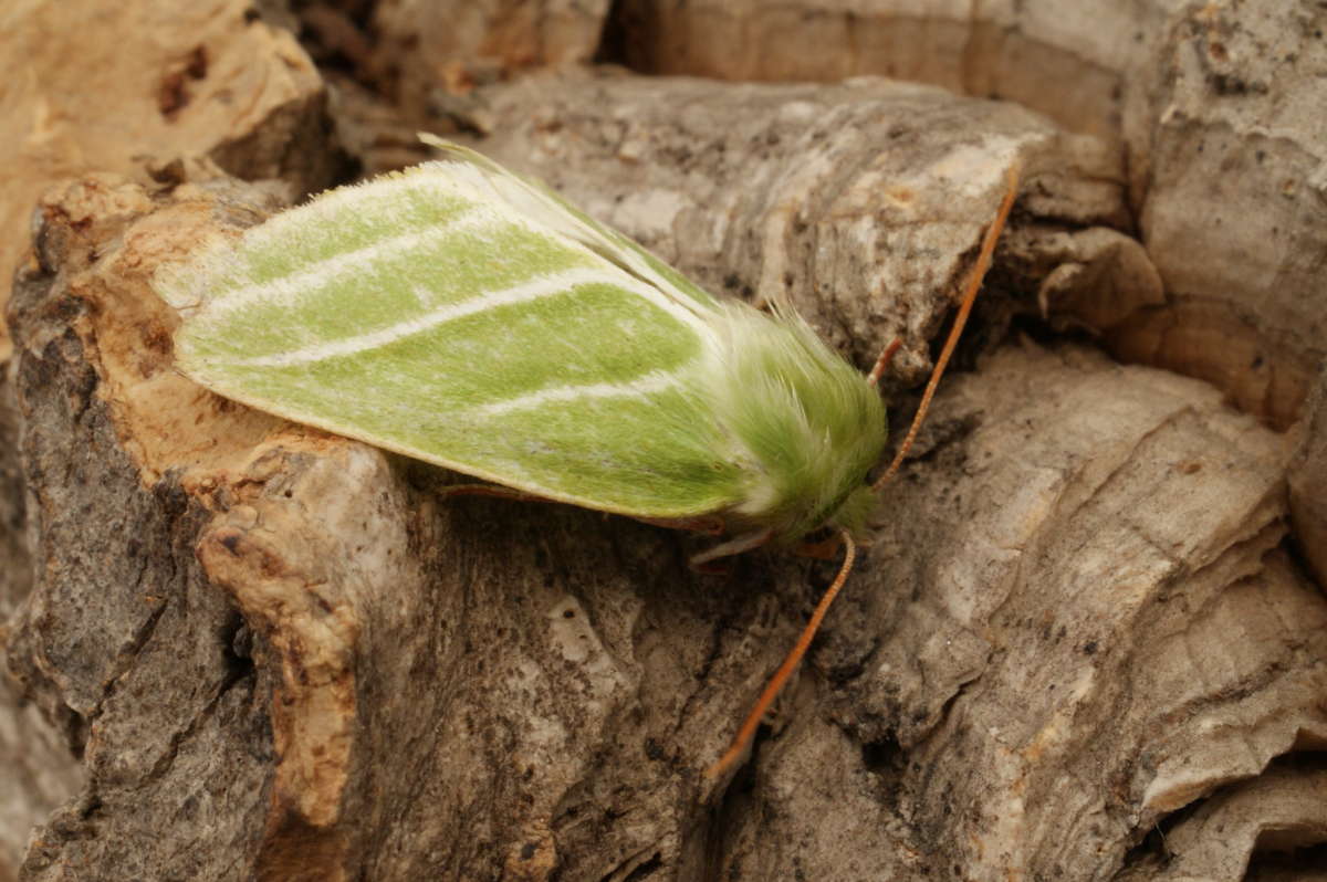 Green Silver-lines (Pseudoips prasinana) photographed at Aylesham  by Dave Shenton 