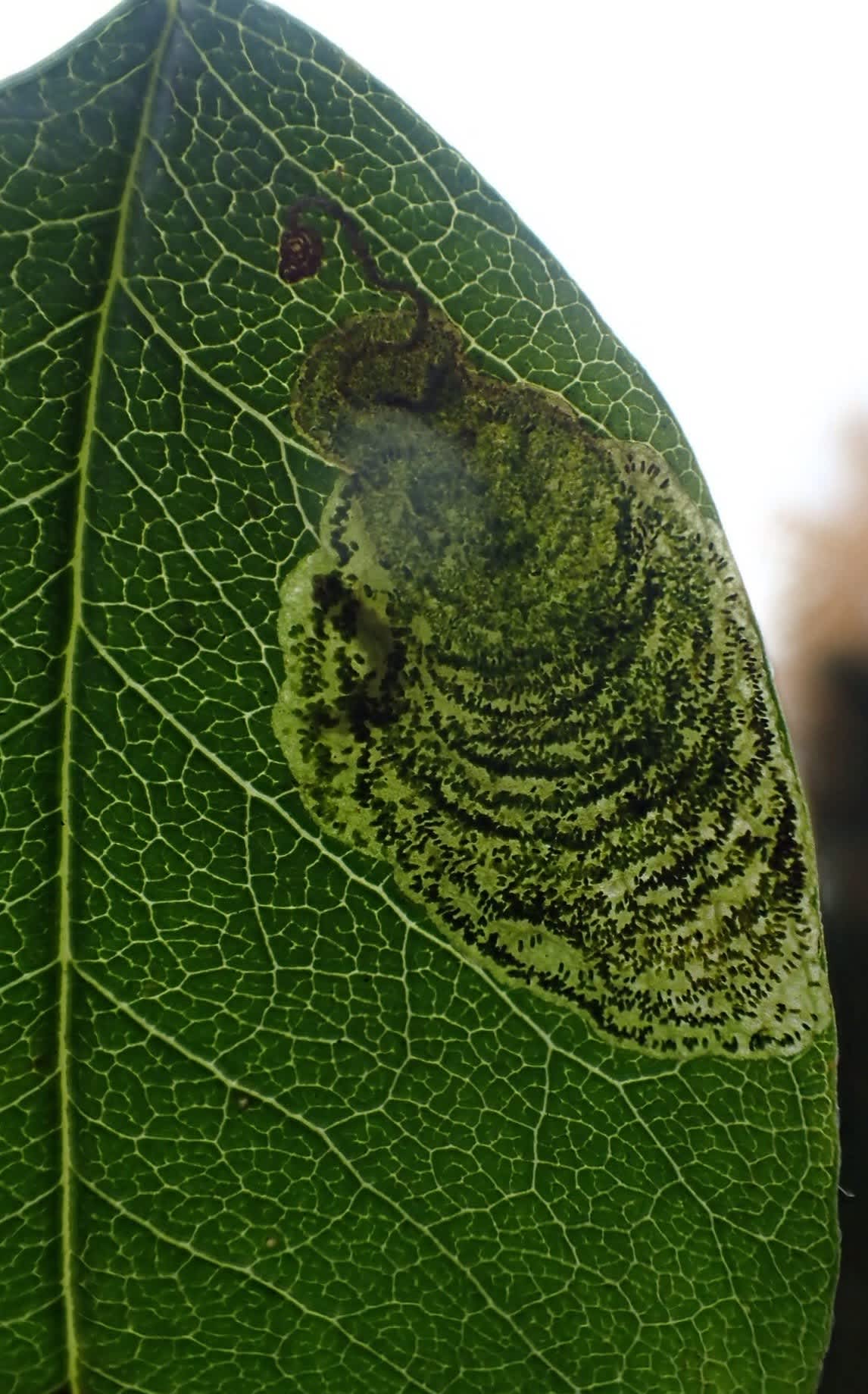 Laburnum Leaf-miner (Leucoptera laburnella) photographed in Kent by Dave Shenton 