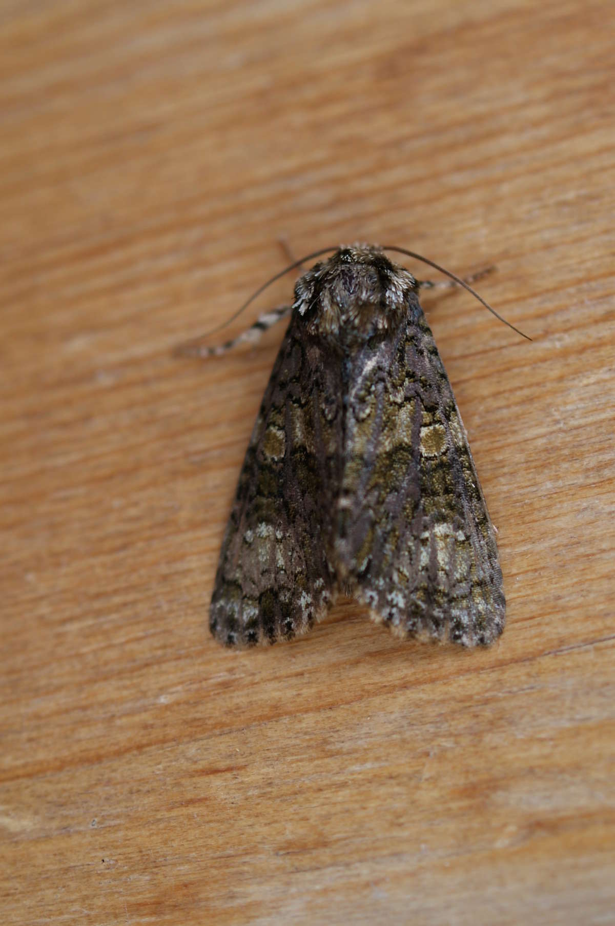 The Coronet (Craniophora ligustri) photographed at Aylesham  by Dave Shenton 