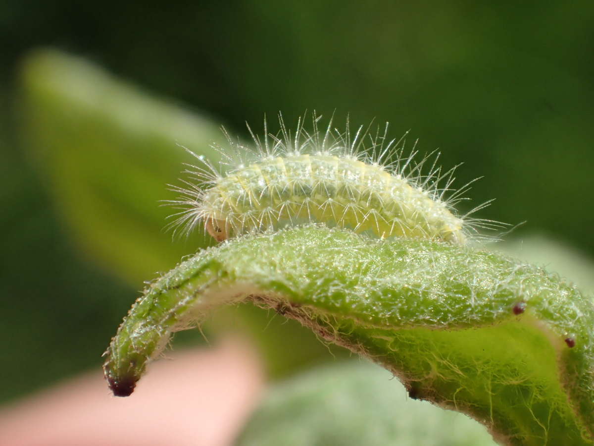 Dusky Plume (Oidaematophorus lithodactyla) photographed in Kent by Dave Shenton 