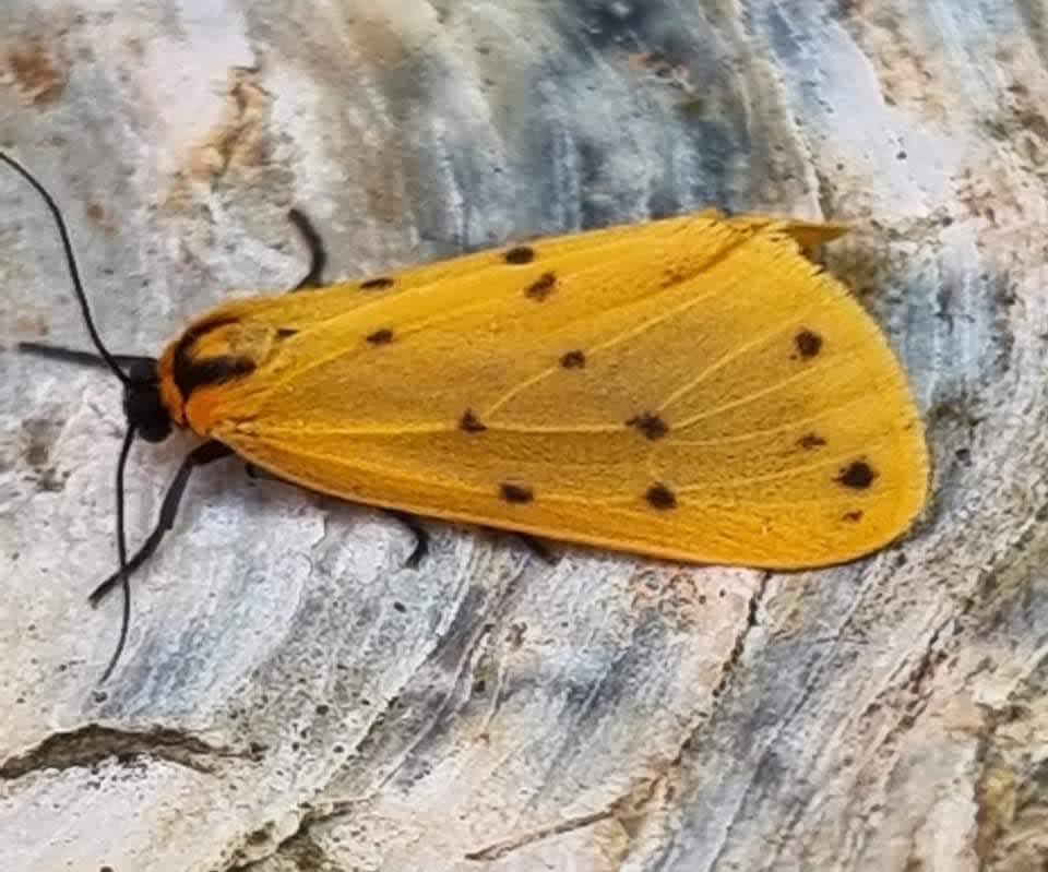 Dew Moth (Setina irrorella) photographed at Abbotscliffe by Leonard Cooper