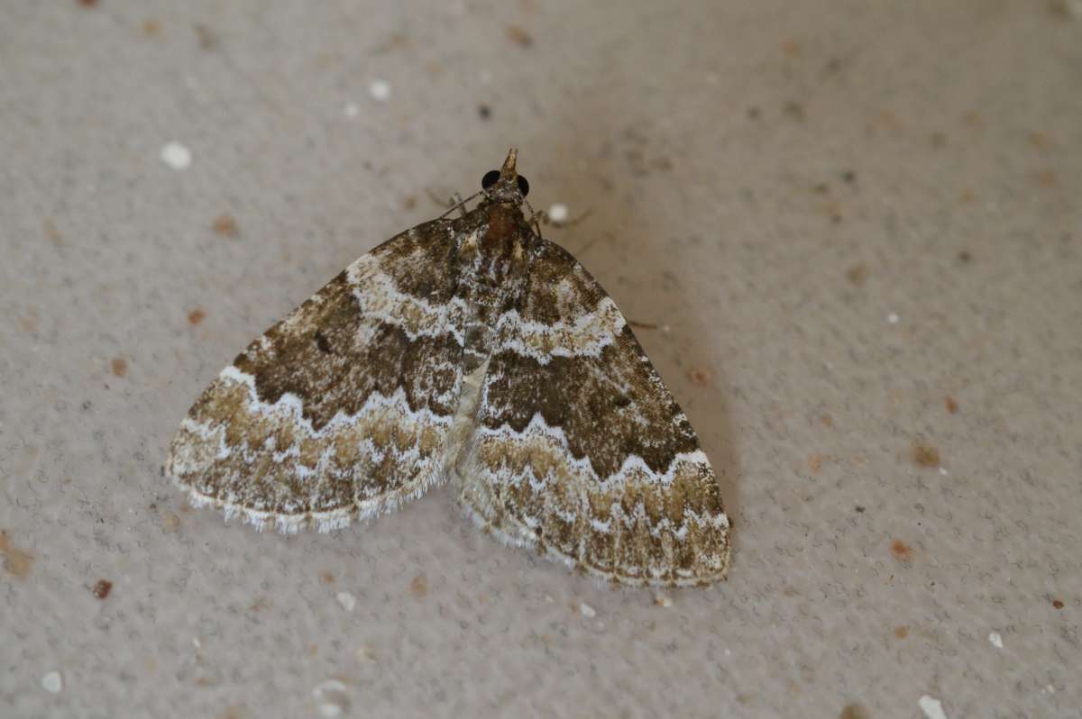 Broken-barred Carpet (Electrophaes corylata) photographed at Aylesham  by Dave Shenton 