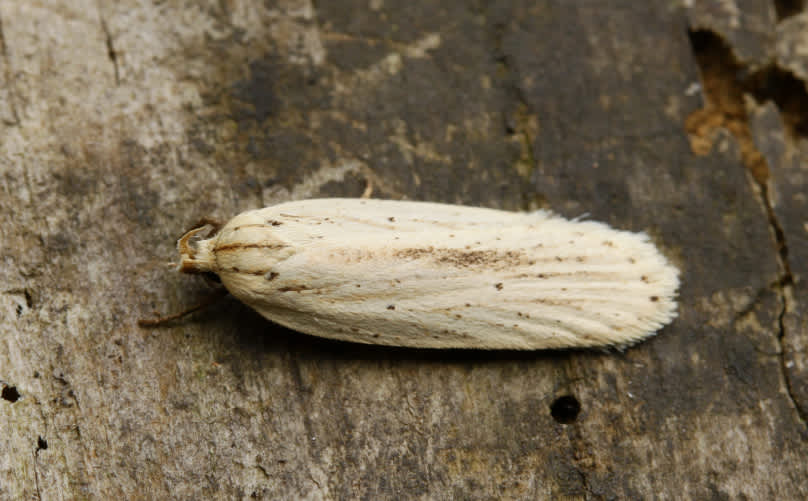 Pale Flat-body (Agonopterix pallorella) photographed in Kent by Carol Strafford 