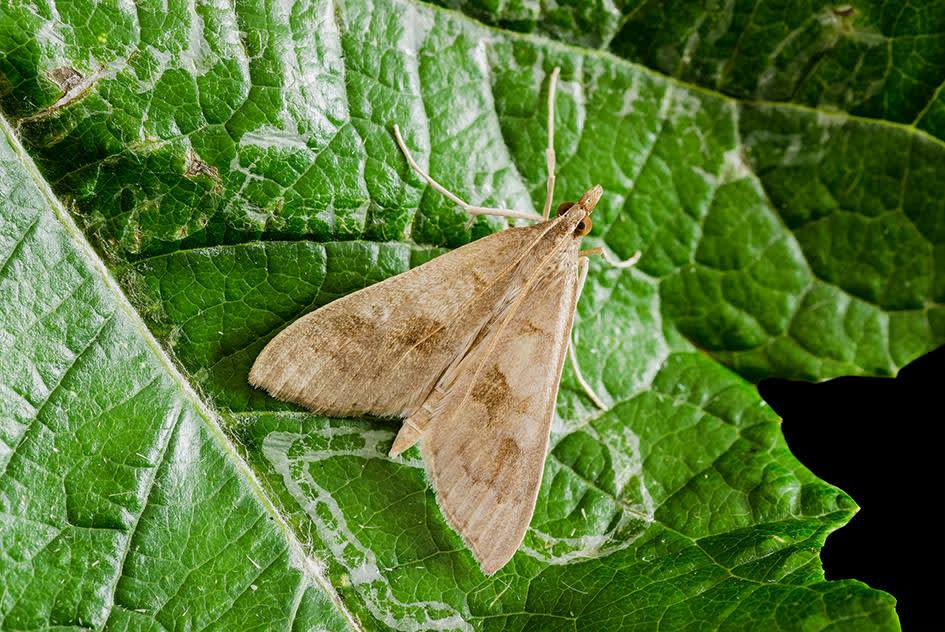 Madder Pearl (Mecyna asinalis) photographed at Samphire Hoe by Darren Taylor 