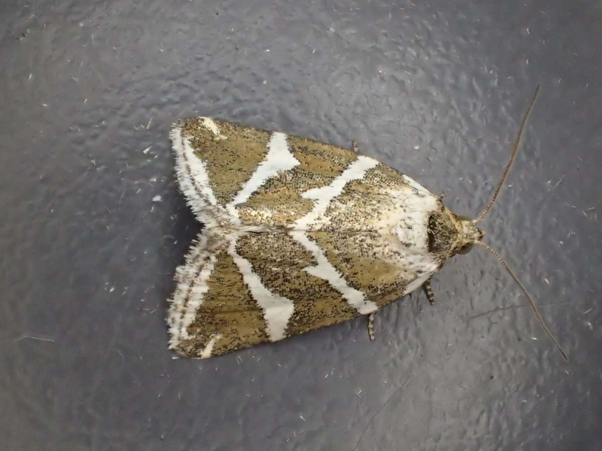 Silver Barred (Deltote bankiana) photographed at Sandwich Bay by Dave Shenton 