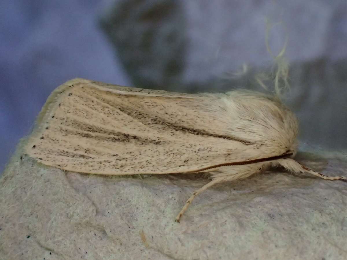 Reed Dagger (Simyra albovenosa) photographed at Stodmarsh  by Dave Shenton 