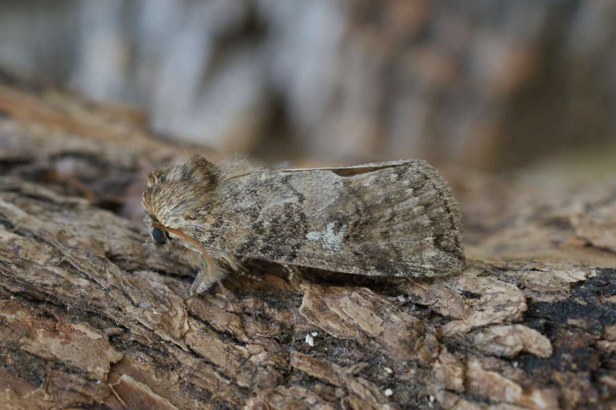 Poplar Lutestring (Tethea or) photographed in Kent by Dave Shenton 