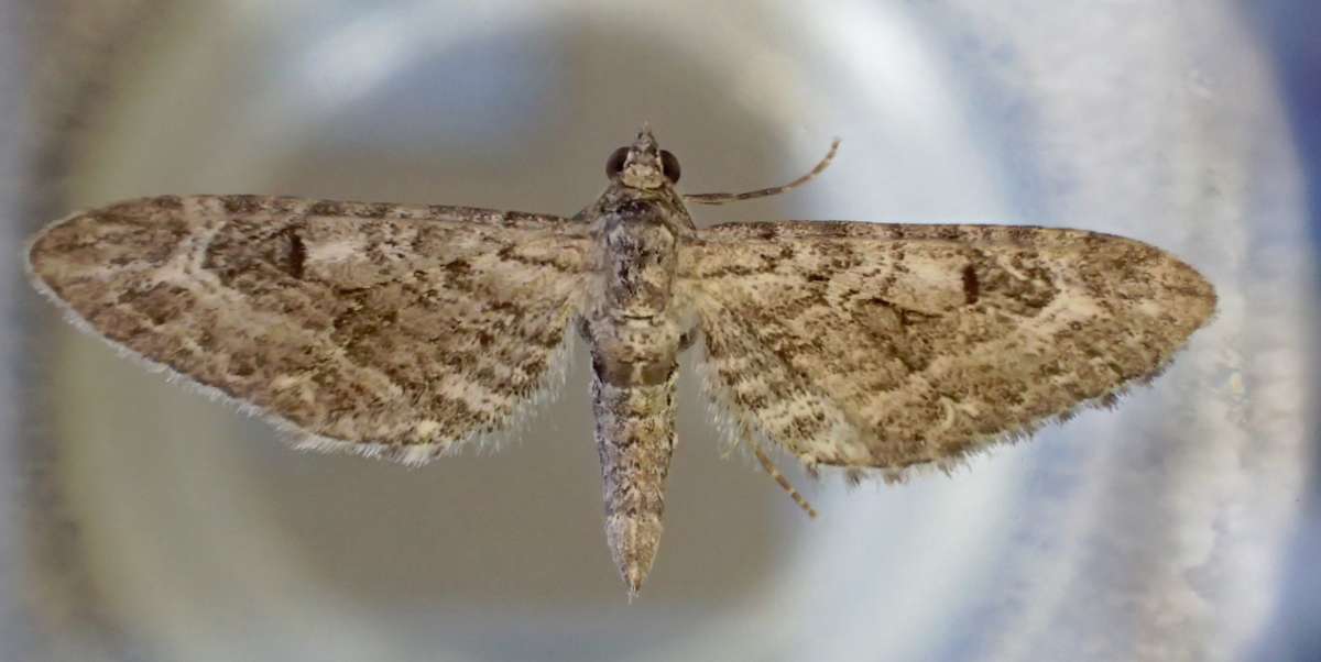 Narrow-winged Pug (Eupithecia nanata) photographed in Kent by Andrew Stanger