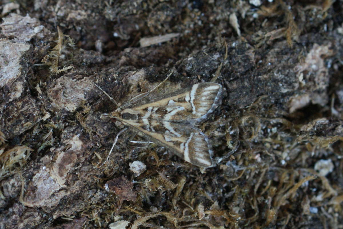 Lettered China-mark (Diasemia reticularis) photographed in Kent by Dave Shenton 