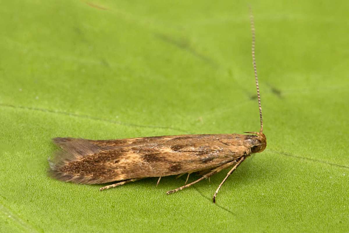 Buff-marked Neb (Monochroa lucidella) photographed at Boughton-under-Blean  by Peter Maton 