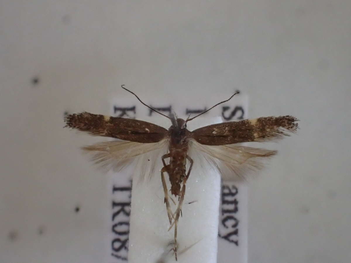 Vetch Sober (Aproaerema anthyllidella) photographed in Kent by Dave Shenton 