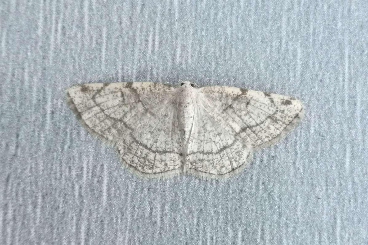 Dorset Cream Wave (Stegania trimaculata) photographed at France by Josh Jones 
