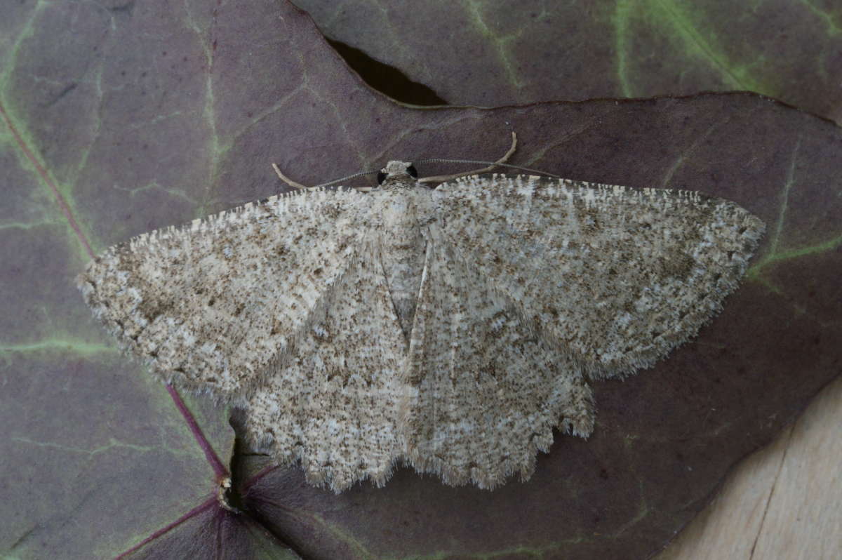 The Annulet (Charissa obscurata) photographed at Aylesham  by Dave Shenton 