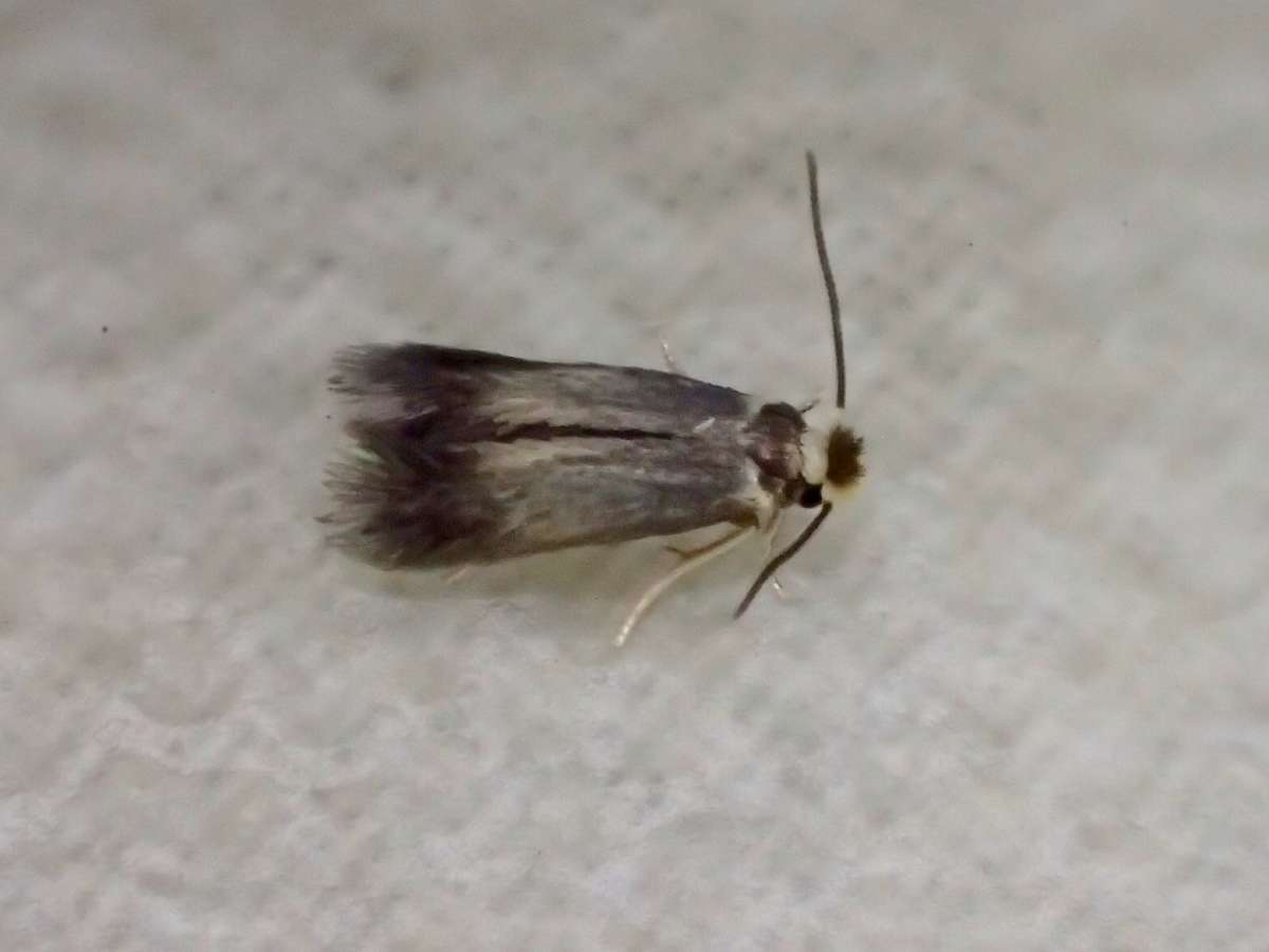 Base-spotted Pigmy (Stigmella basiguttella) photographed at Aylesham  by Dave Shenton 