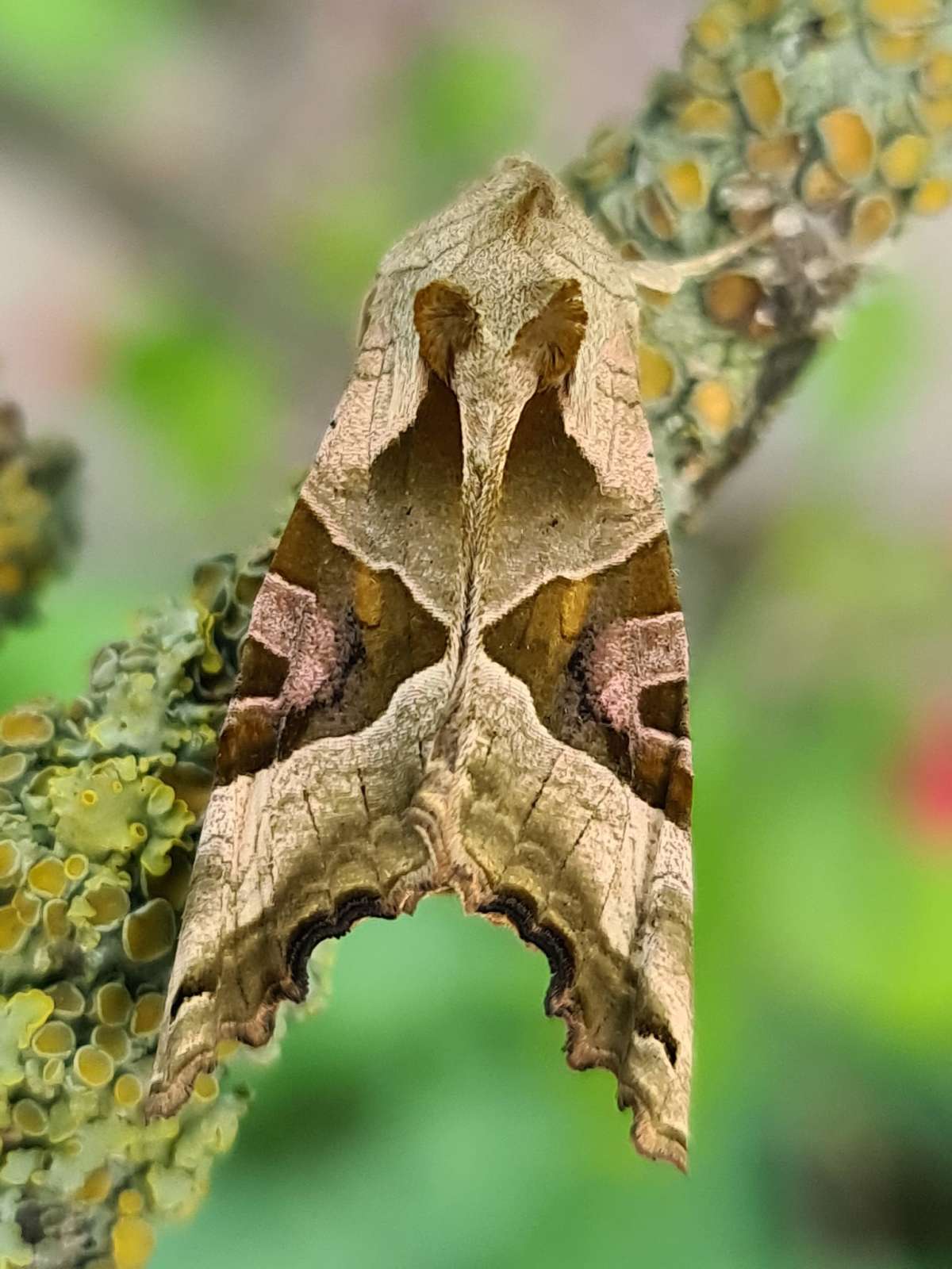 Angle Shades (Phlogophora meticulosa) photographed in Kent by Francesca Partridge