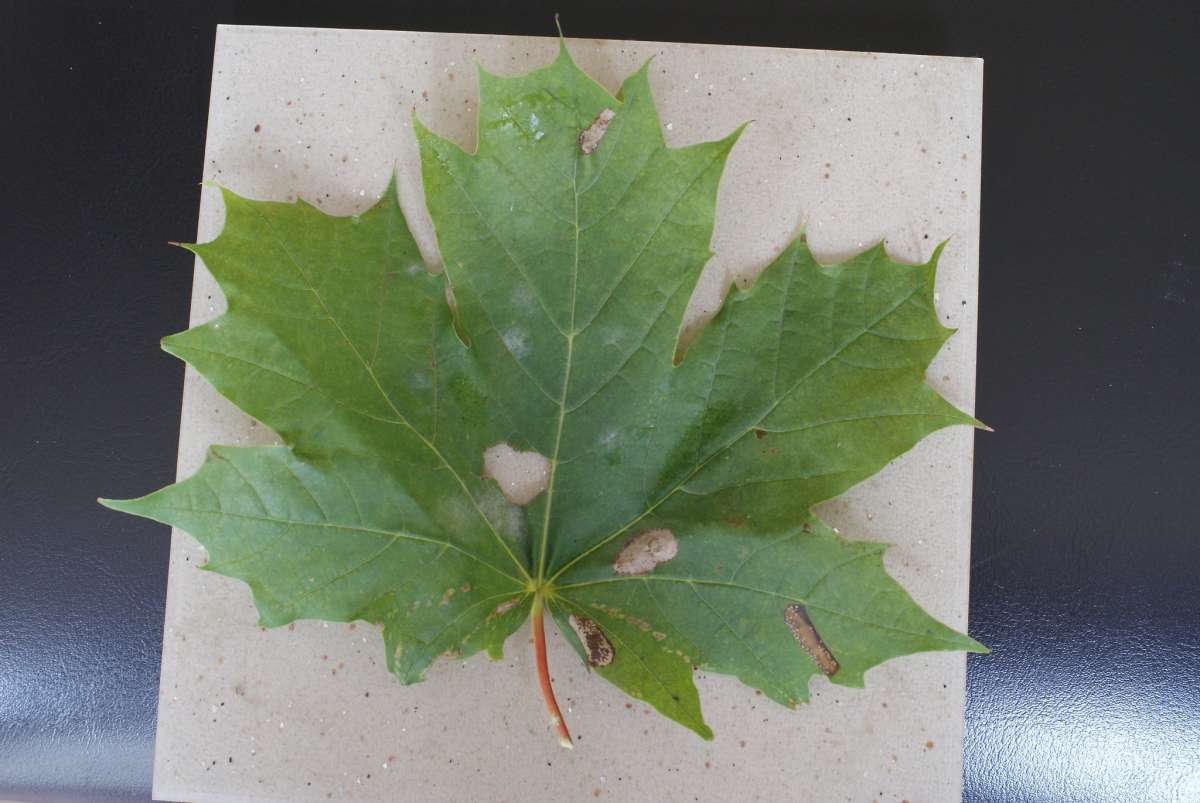 White-bodied Midget (Phyllonorycter joannisi) photographed at Bridge, Canterbury  by Dave Shenton 