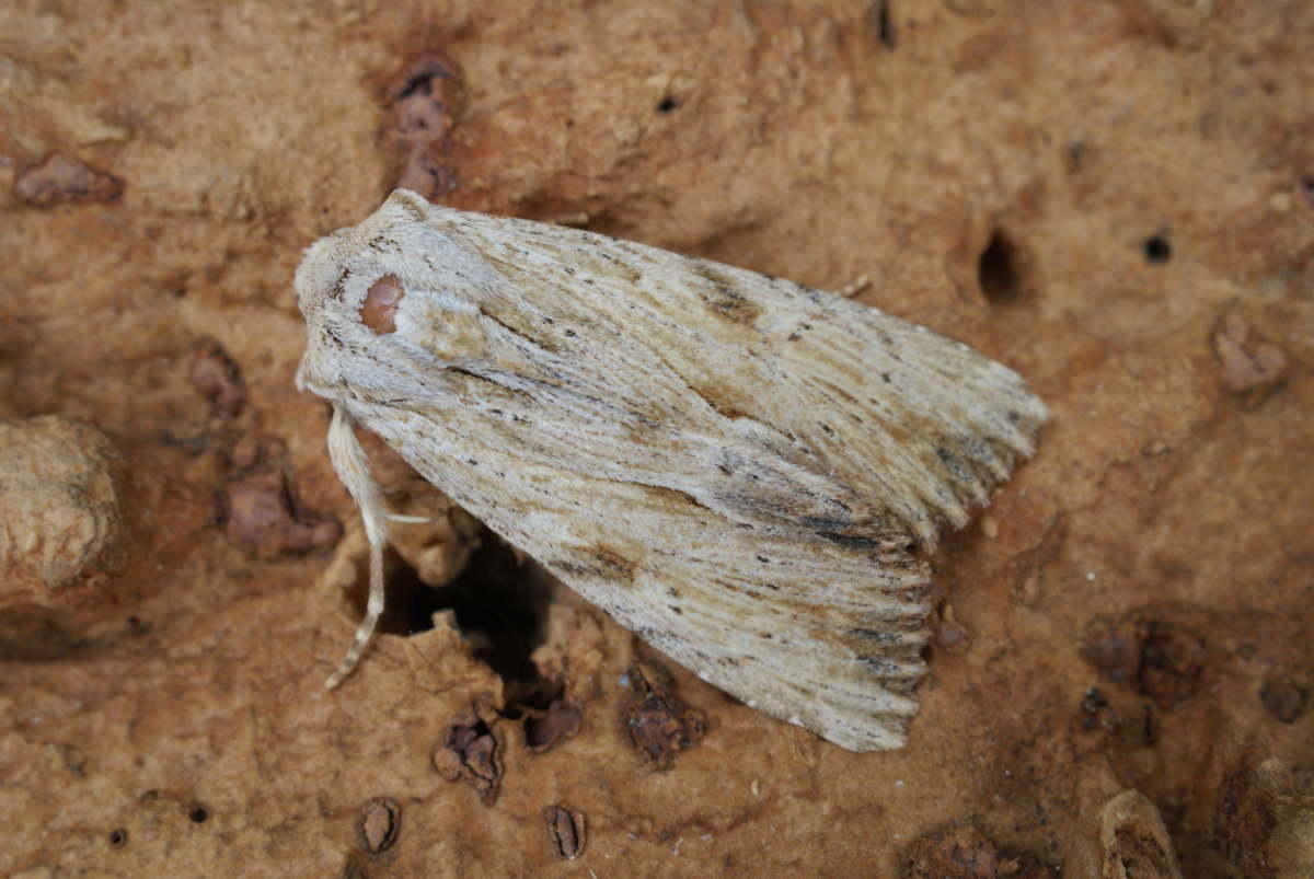 Light Arches (Apamea lithoxylaea) photographed at Aylesham  by Dave Shenton 