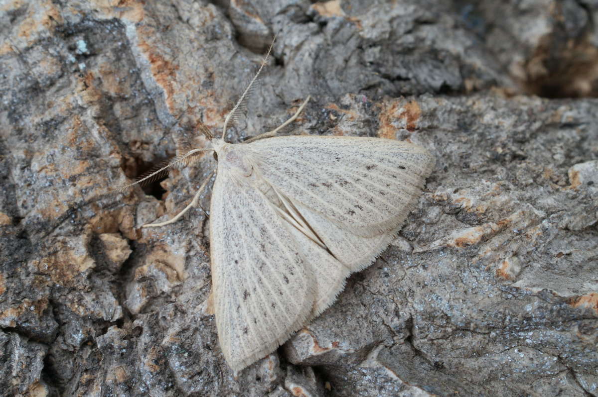 Dotted Fan-foot (Macrochilo cribrumalis) photographed in Kent by Dave Shenton 