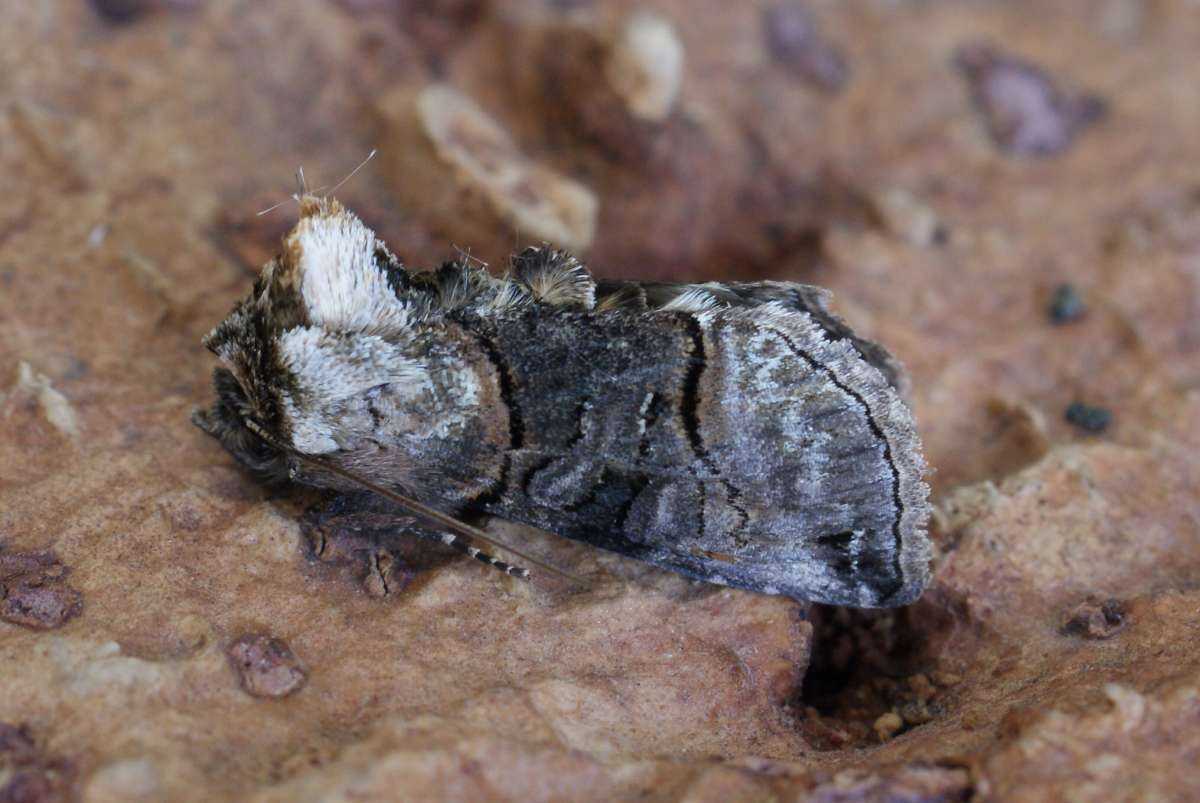 The Spectacle (Abrostola tripartita) photographed at Aylesham  by Dave Shenton 