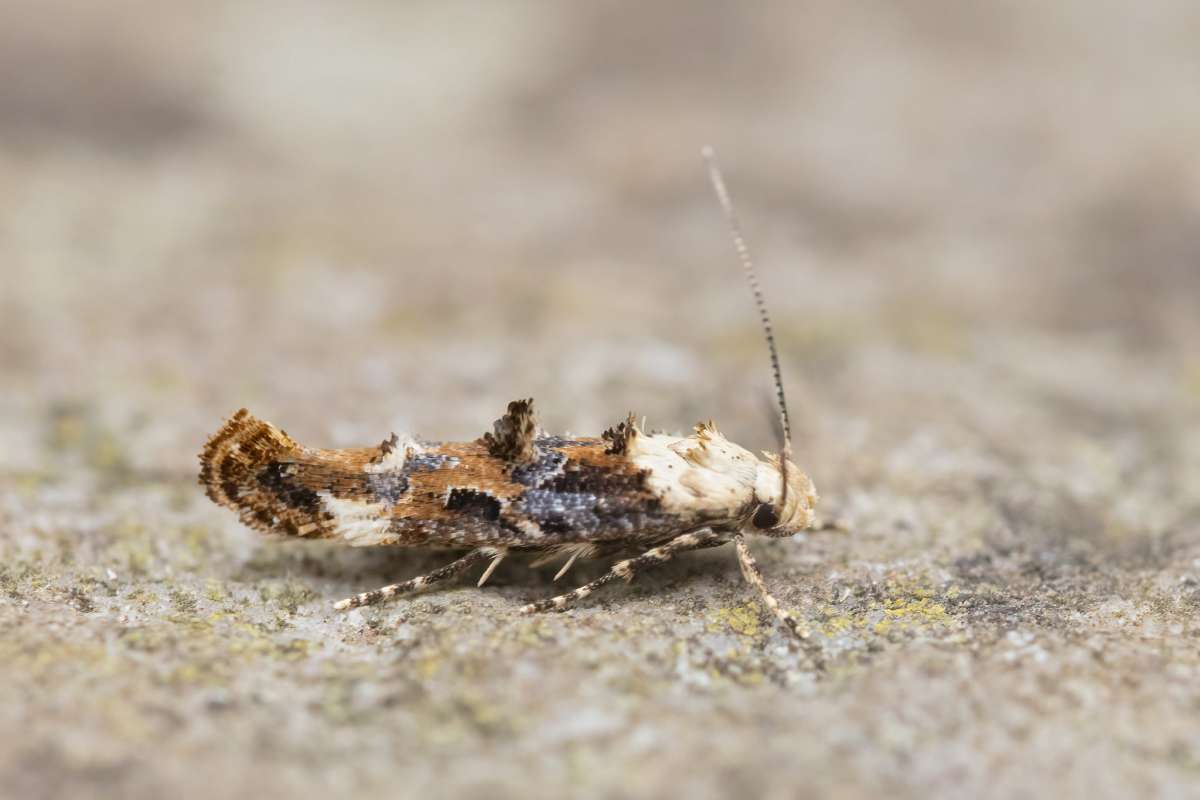 Marbled Mompha (Mompha propinquella) photographed in Kent by Alex Perry