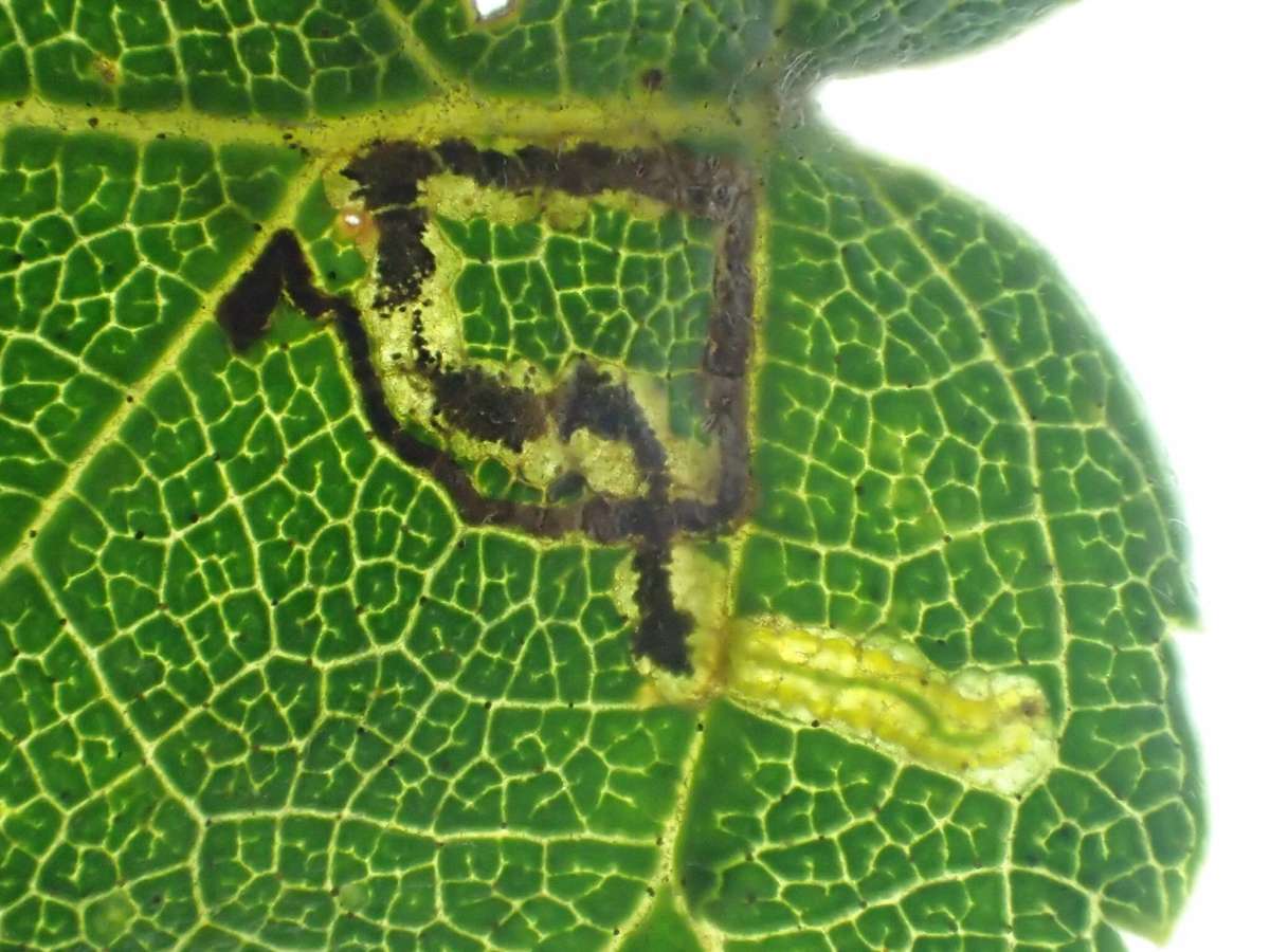 Short-barred Pigmy (Stigmella luteella) photographed in Kent by Dave Shenton