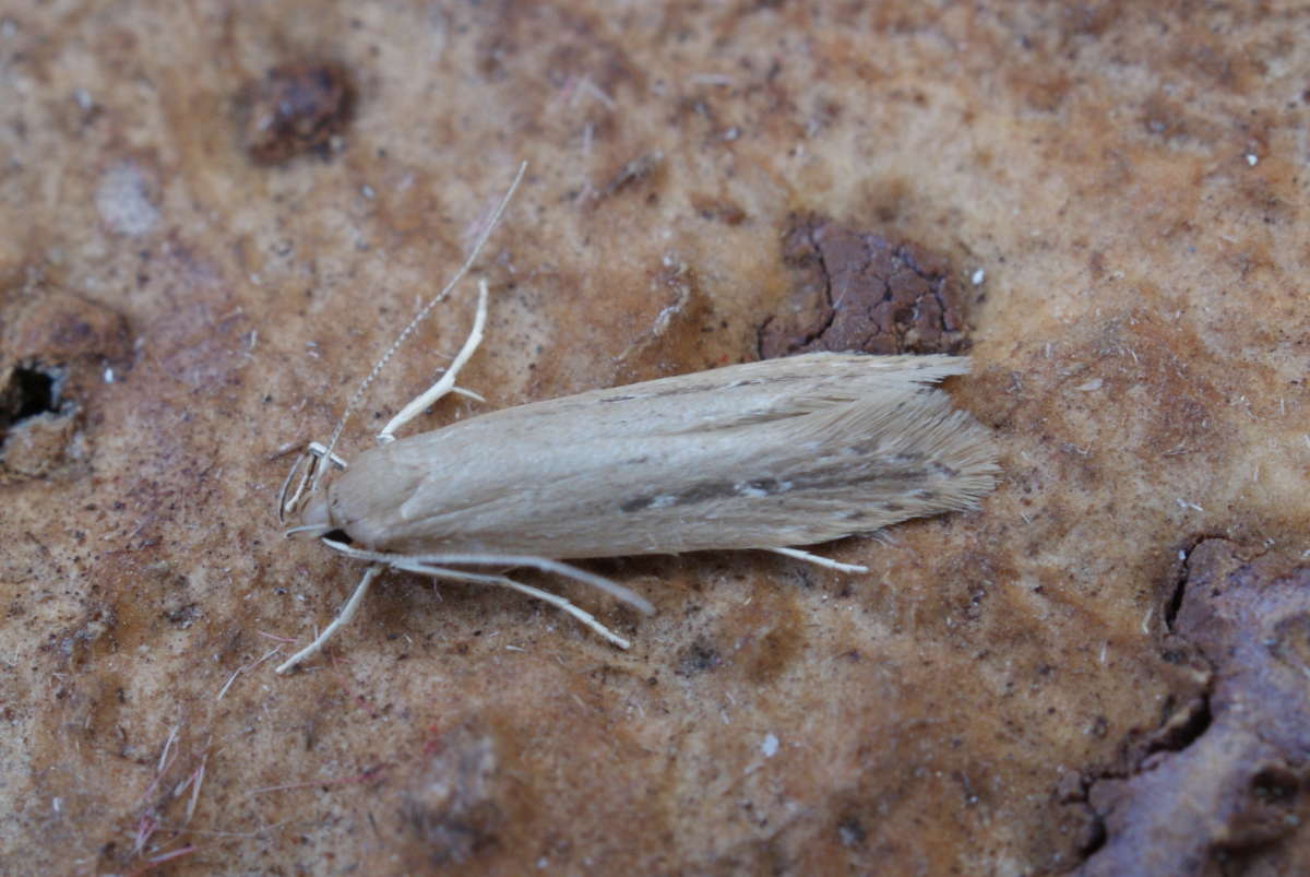 Bulrush Cosmet (Limnaecia phragmitella) photographed in Kent by Dave Shenton 