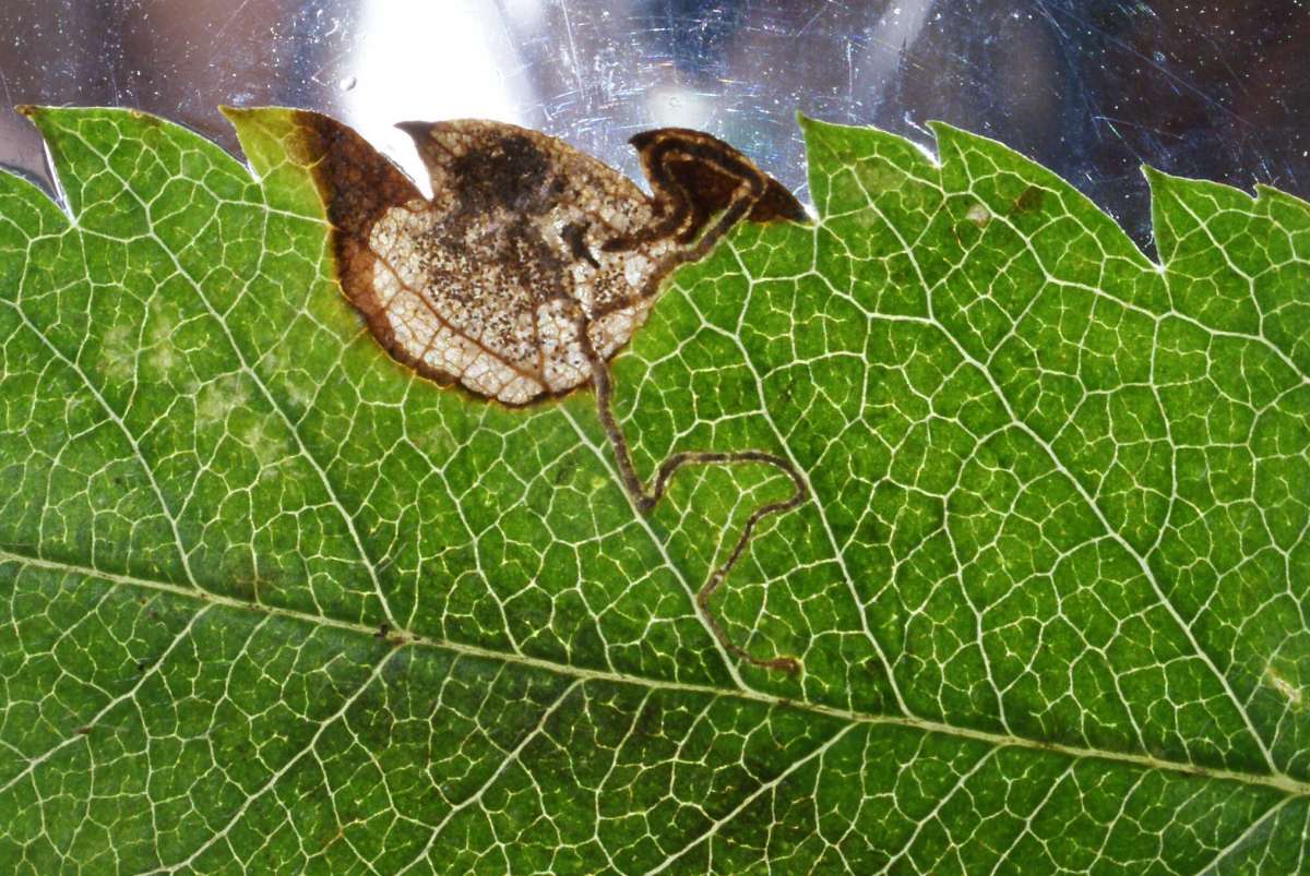 Barred Rowan Pigmy (Stigmella sorbi) photographed in Kent by Dave Shenton 